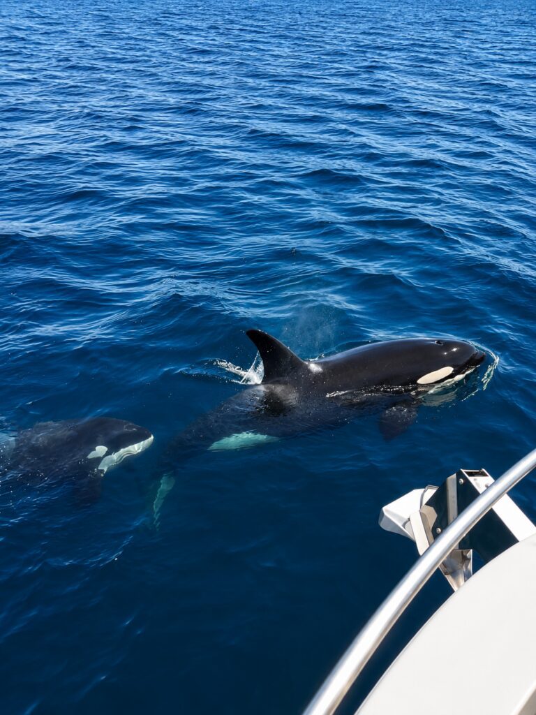Orcas seen from the boat