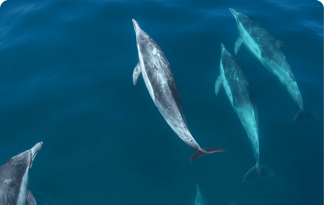 Dolphins swimming together in clear blue water.